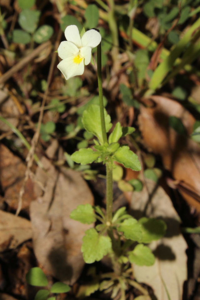 Viola arvensis / Viola dei campi